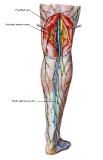 Anatomie: heup,bovenbeen,knie,onderbeen,enkel,voet,acetabulum,collum femoris,trachanter,femur,epicondyl,meniscus,kruisband,cruciate ligament,patella,knieschijf,tibia,fibula,malleolus,talus,calcaneus,tarsus,metatarsus,phalanx,falanx,quadriceps femoris,rectus femoris,sartorius,tensor fasciae latae,tractus iliotibialis,biceps femoris,gastrocnemius,semimembranosus,semitendinosus,soleus,suralis,vena saphena parva,vena saphena magna,sciatic,ischiadicus,peronea